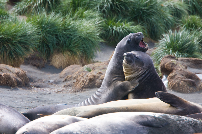 Southern Elephant Seals Sparring